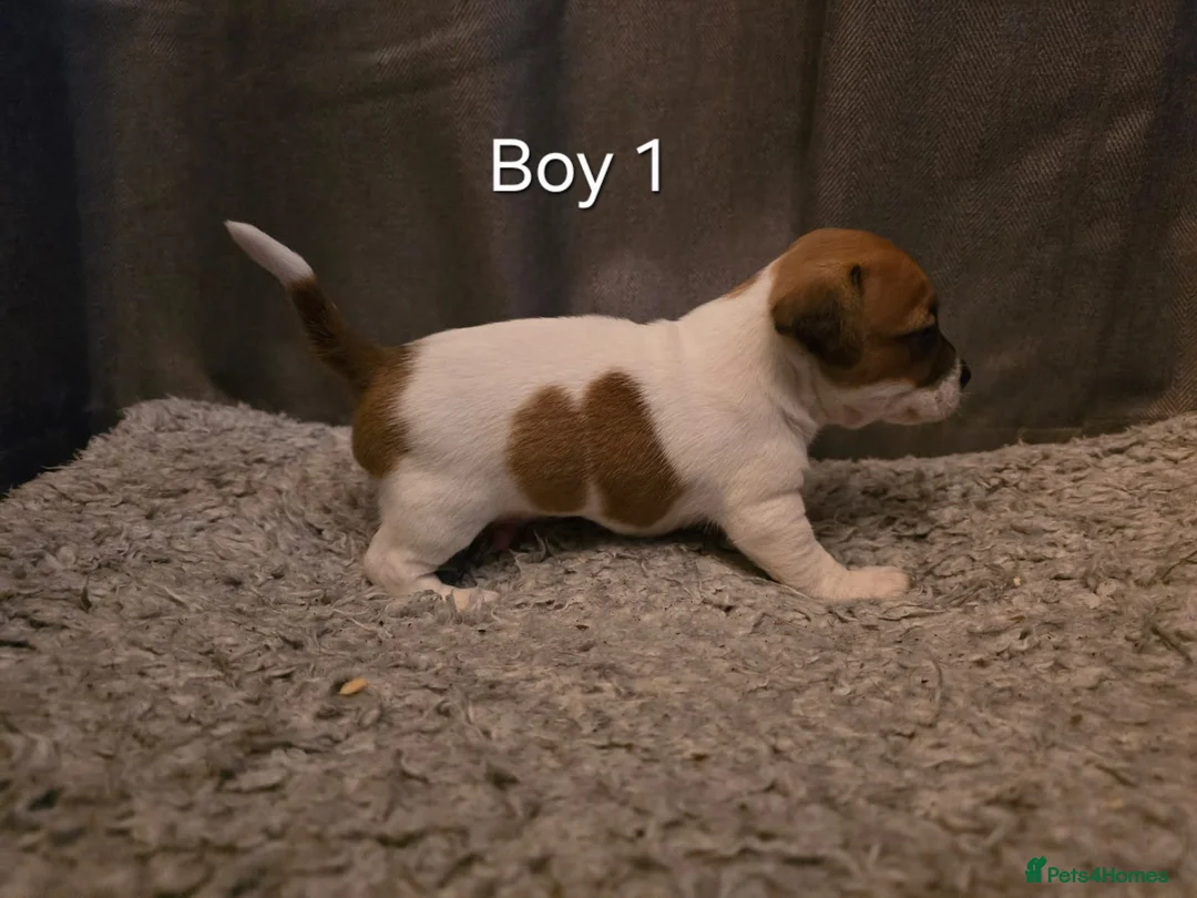 Jack Russell dogs for sale: Smooth Coated Jack Russell Puppies - Advert 6