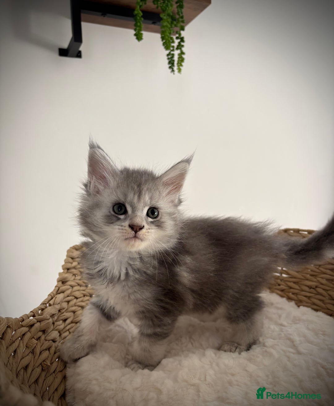 Maine Coon cats for sale: TICA registered Maine coon kittens, shaded lines - Image 18