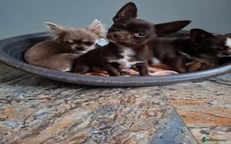 Mixed Breed dogs for sale: Chihuahua/Mix Boy Puppy for sale - Image 1