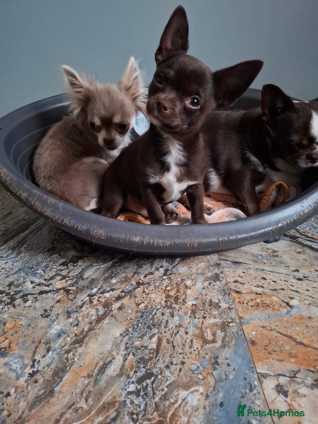 Mixed Breed dogs for sale: Chihuahua/Mix Boy Puppy for sale - Image 1