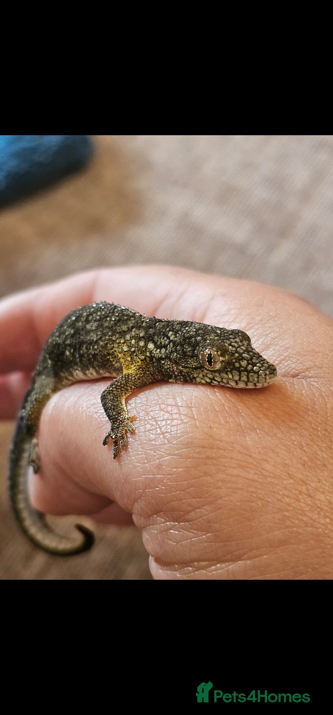 Mixed Breed reptiles Bauer's chameleon gecko/Male + bioactive terrarium - Advert 4