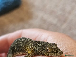 Mixed Breed reptiles Bauer's chameleon gecko/Male + bioactive terrarium - Advert 4