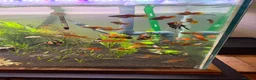 Swordtails fish for sale: Pineapple sword tails  in Keighley - Advert 4