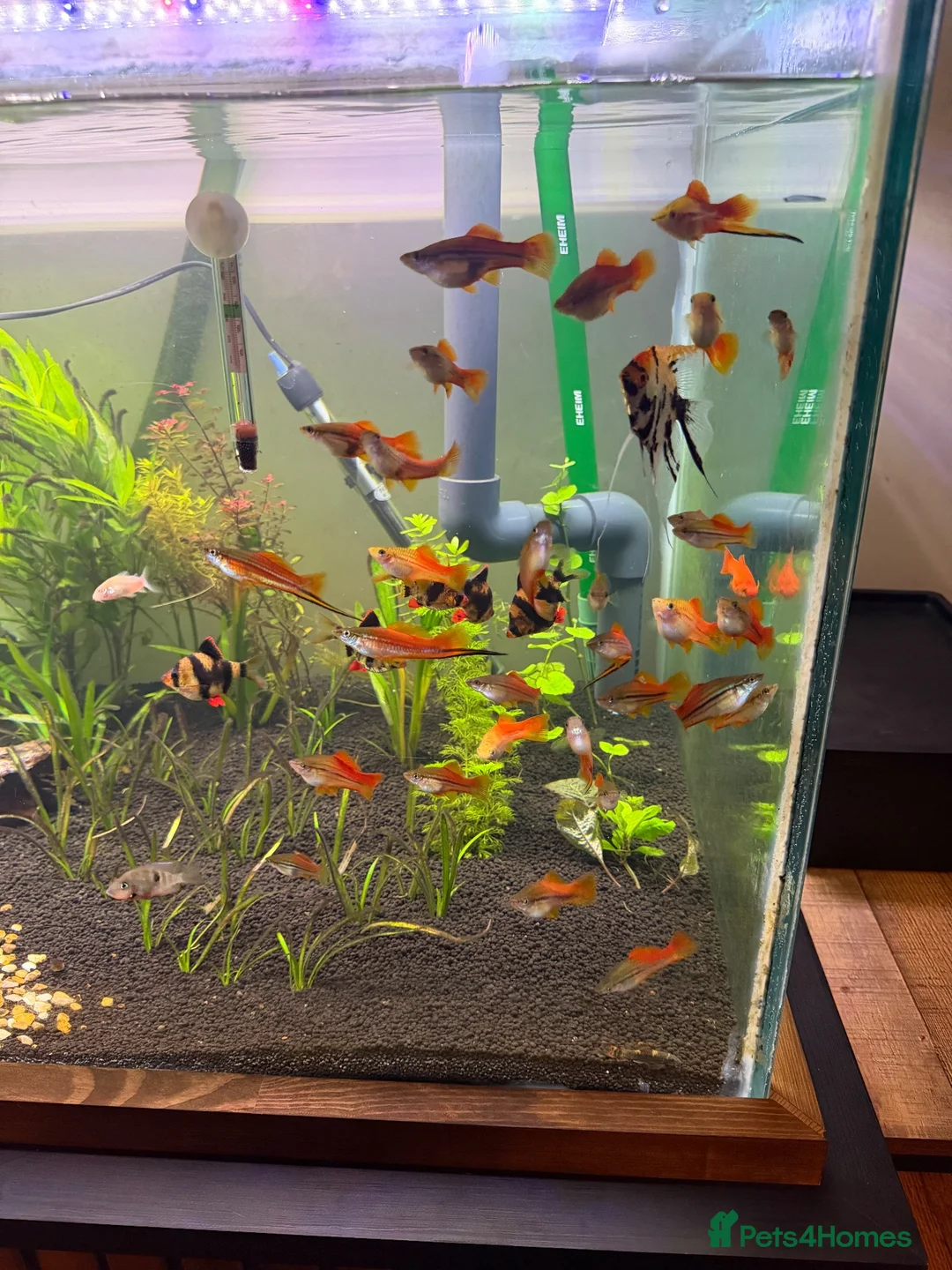 Swordtails fish for sale: Pineapple sword tails  in Keighley - Advert 4