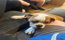 English Bulldog dogs for sale: English bulldog  - Image 4