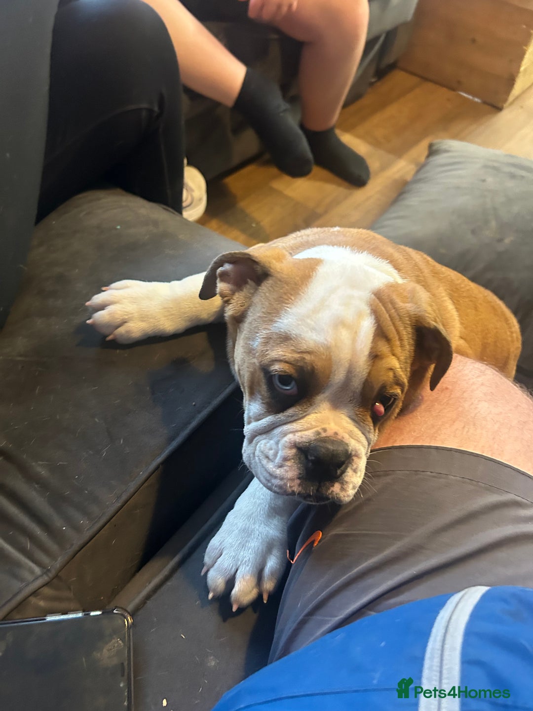 English Bulldog dogs for sale: English bulldog  - Image 4