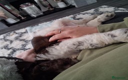 Cockapoo dogs for sale: Cockapoo puppy - Advert 6