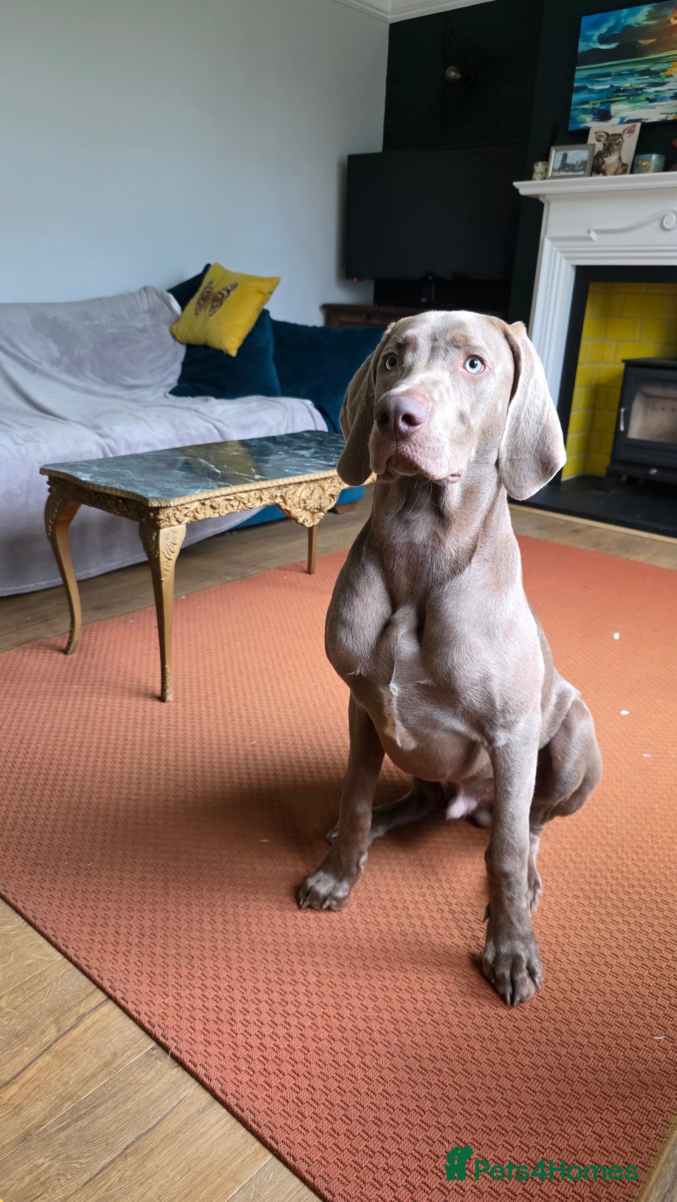 Weimaraner dogs 11 month old Weimaraner male  - Advert 1