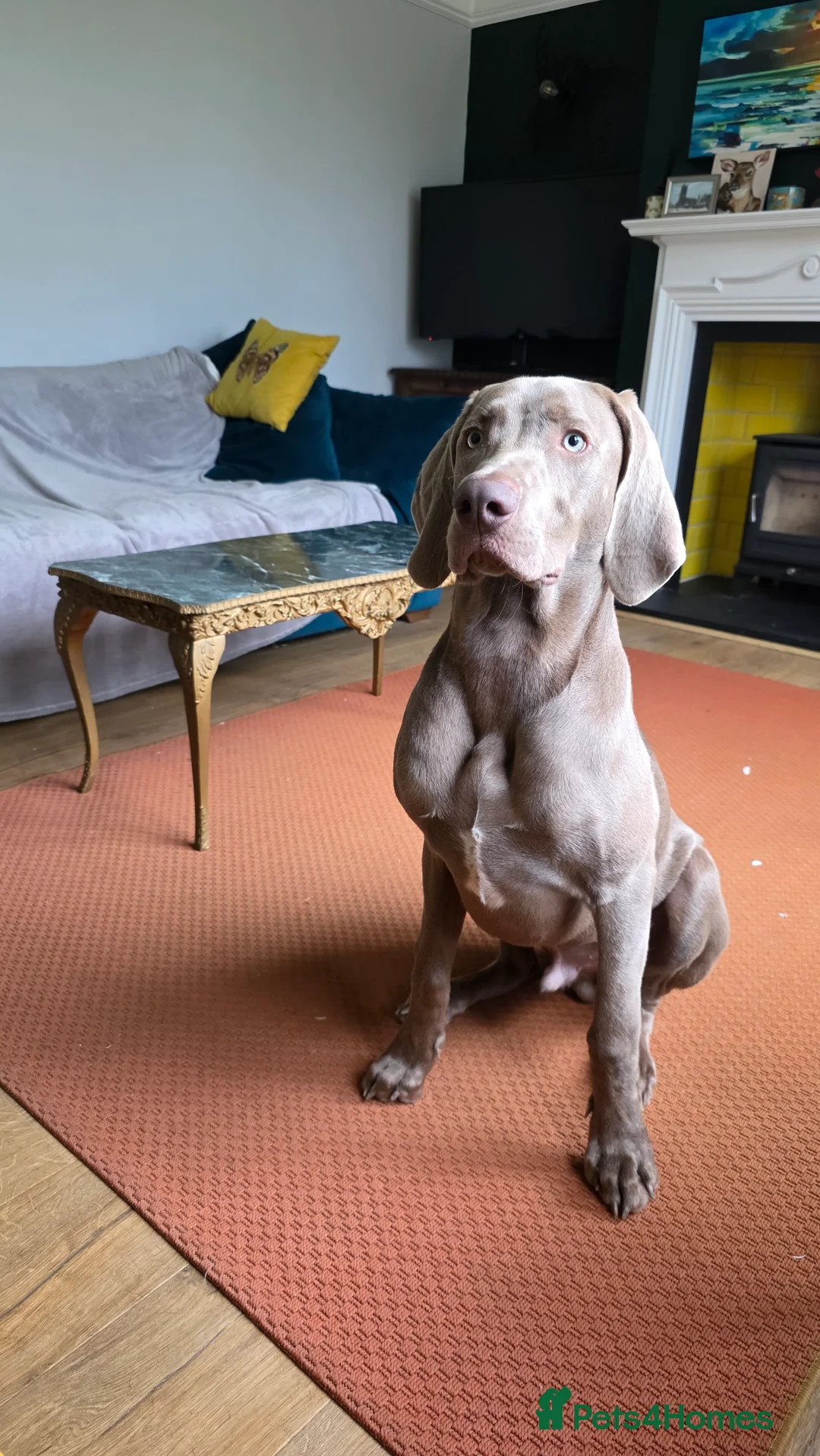 Weimaraner dogs for sale: 11 month old Weimaraner male  - Advert 1