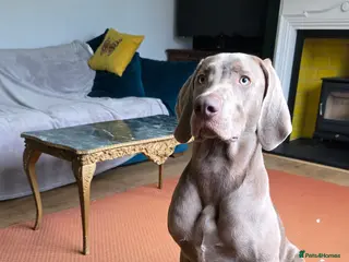 Weimaraner dogs 11 month old Weimaraner male - Advert 1