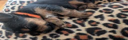 Yorkshire Terrier dogs for sale: 1 beautiful Yorkie boy left❤️ - Advert 9