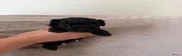 Toy Poodle dogs for sale: **REDUCED••Beautiful Toy Poodle Puppies - Advert 12