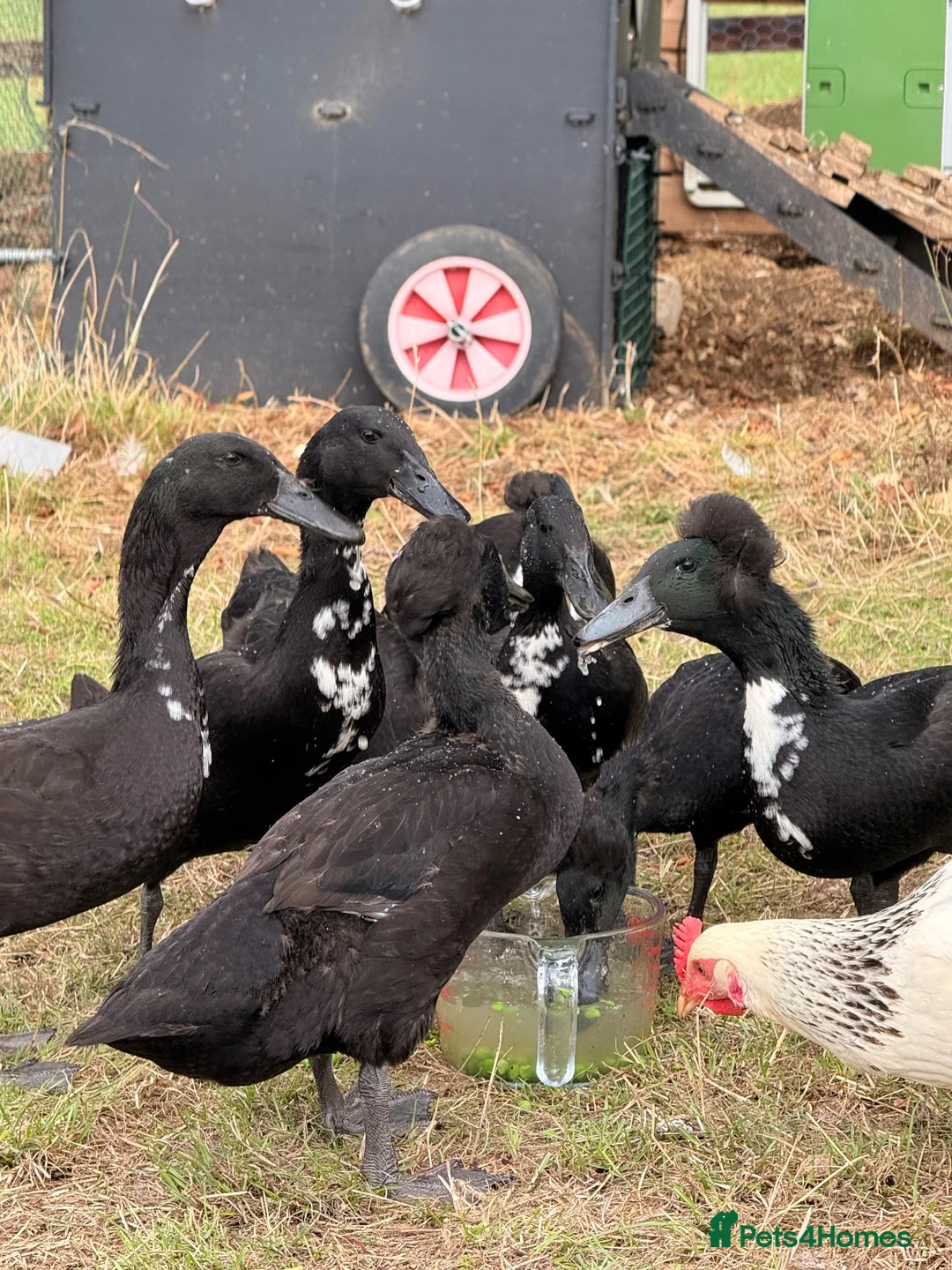 Ducks poultry for sale: Indian Runner Ducks for sale in Northampton - Advert 2
