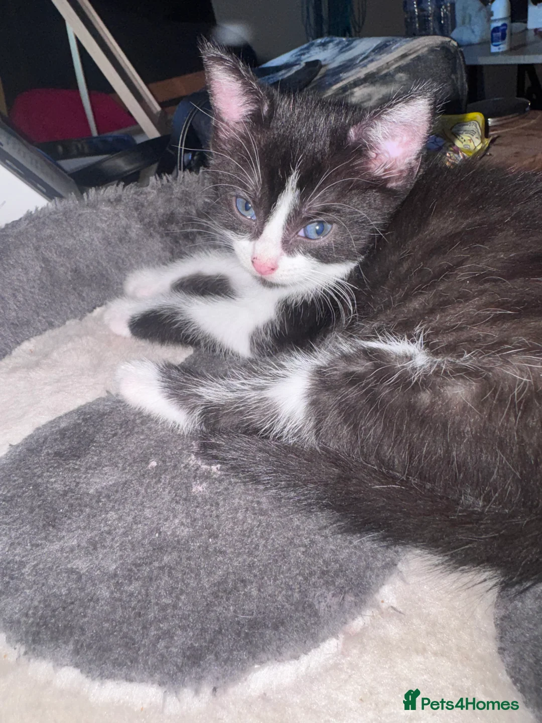 Mixed Breed cats for sale: 3 black and white tuxedo kittens.  in Kidderminster - Advert 2