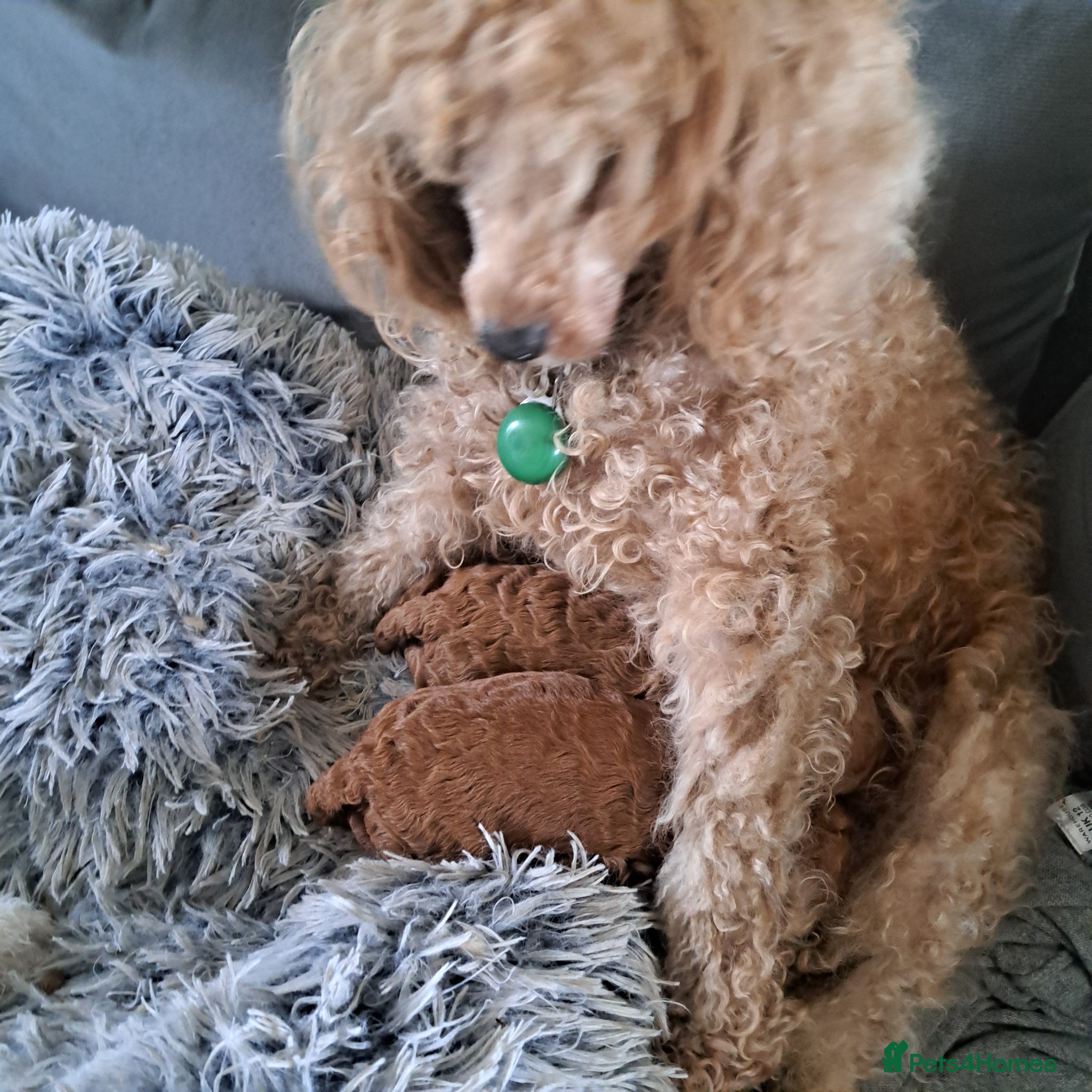 Toy Poodle dogs Fox red KC reg toy poodle 10 weks - Advert 5