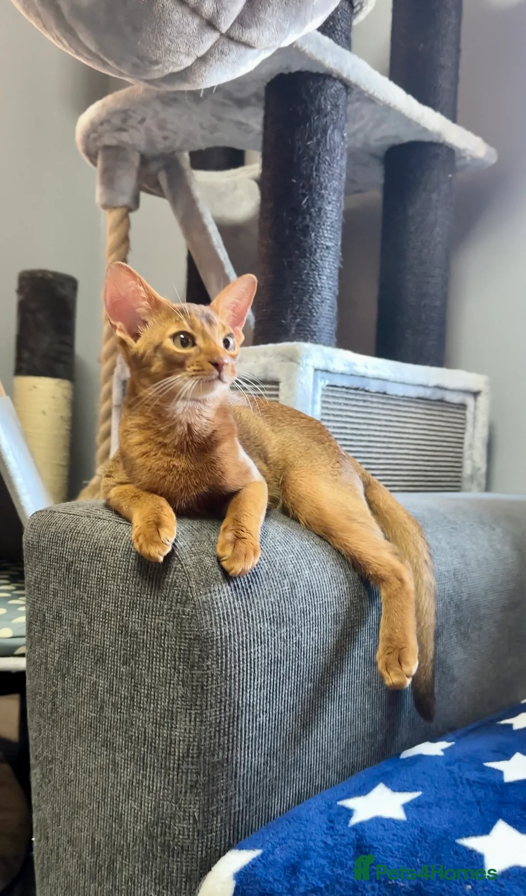Abyssinian cats for sale: One boy left🤎Raised with Love Abyssinian Kittens - Advert 7