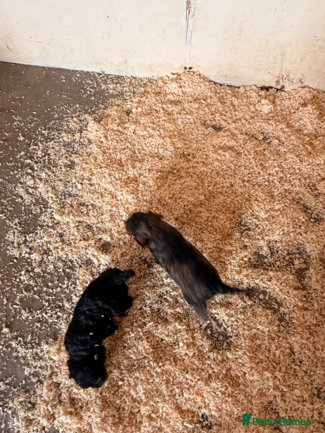 Cockapoo dogs for sale: F1 puppies cockatoo - Advert 4