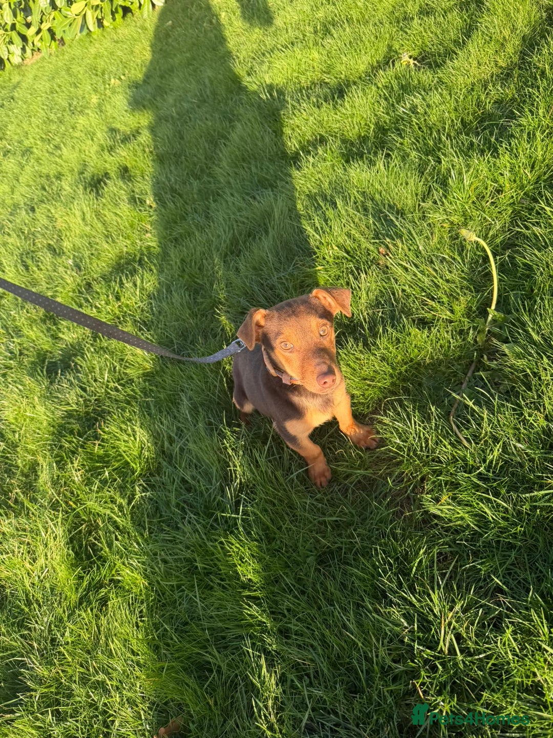 Jack Russell dogs for sale: Jack Russel  - Advert 1