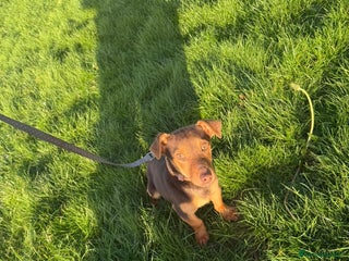 Jack Russell dogs Jack Russel - Advert 1