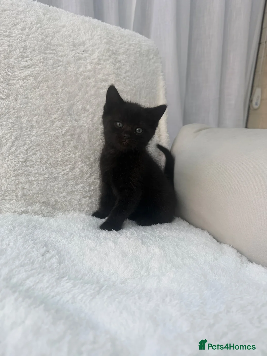 Mixed Breed cats for sale: Tabby male kittens and stunning black girl  - Advert 2
