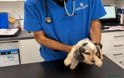 Cocker Spaniel dogs for sale: Beautiful Cocker Spaniel Girl Puppy - Advert 8