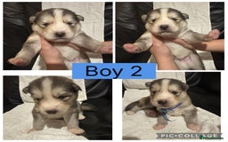 Siberian Husky dogs for sale: Beautiful Husky Pups  - Image 3