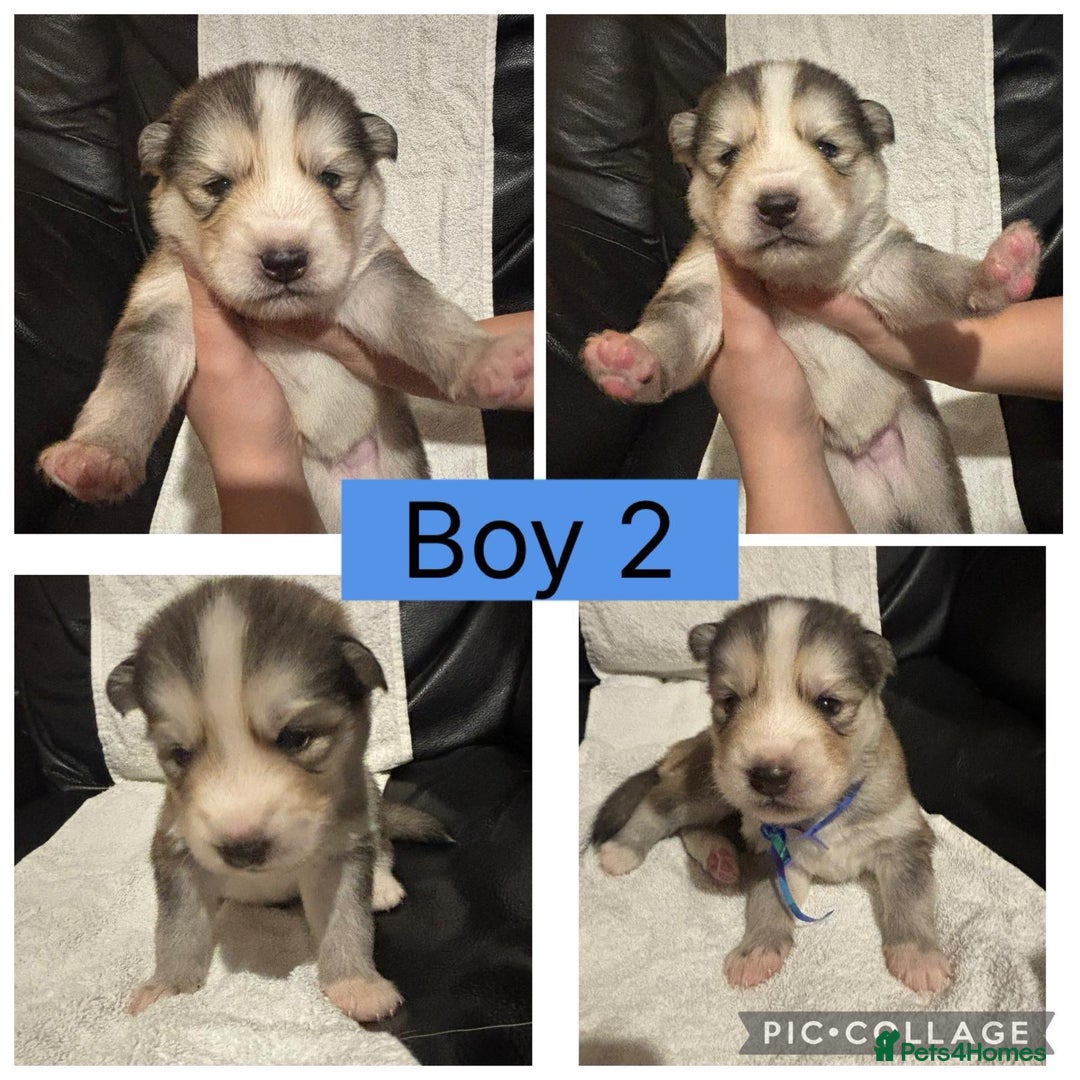 Siberian Husky dogs for sale: Beautiful Husky Pups  - Image 3