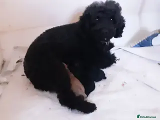 Mixed Breed dogs Miniature Poodle little lady last puppy available - Advert 6