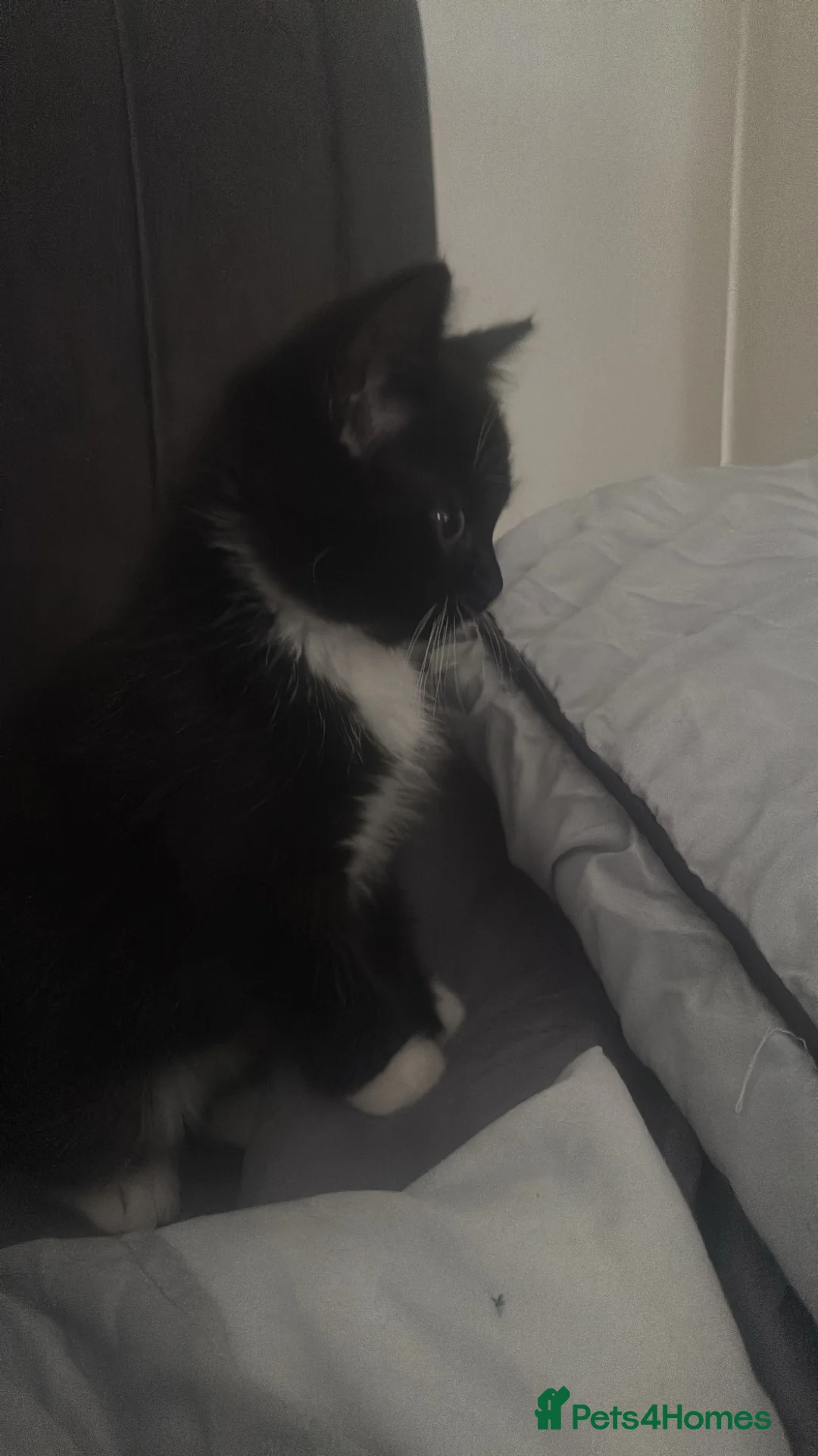 Mixed Breed cats for sale: 2 kittens in Colchester - Advert 5