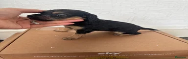 Cockapoo 3