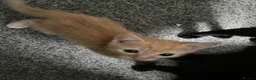 Mixed Breed cats for sale: 3 Beautiful Ginger Mix Siamese Boys Ready Now in Sutton-in-Ashfield - Advert 9