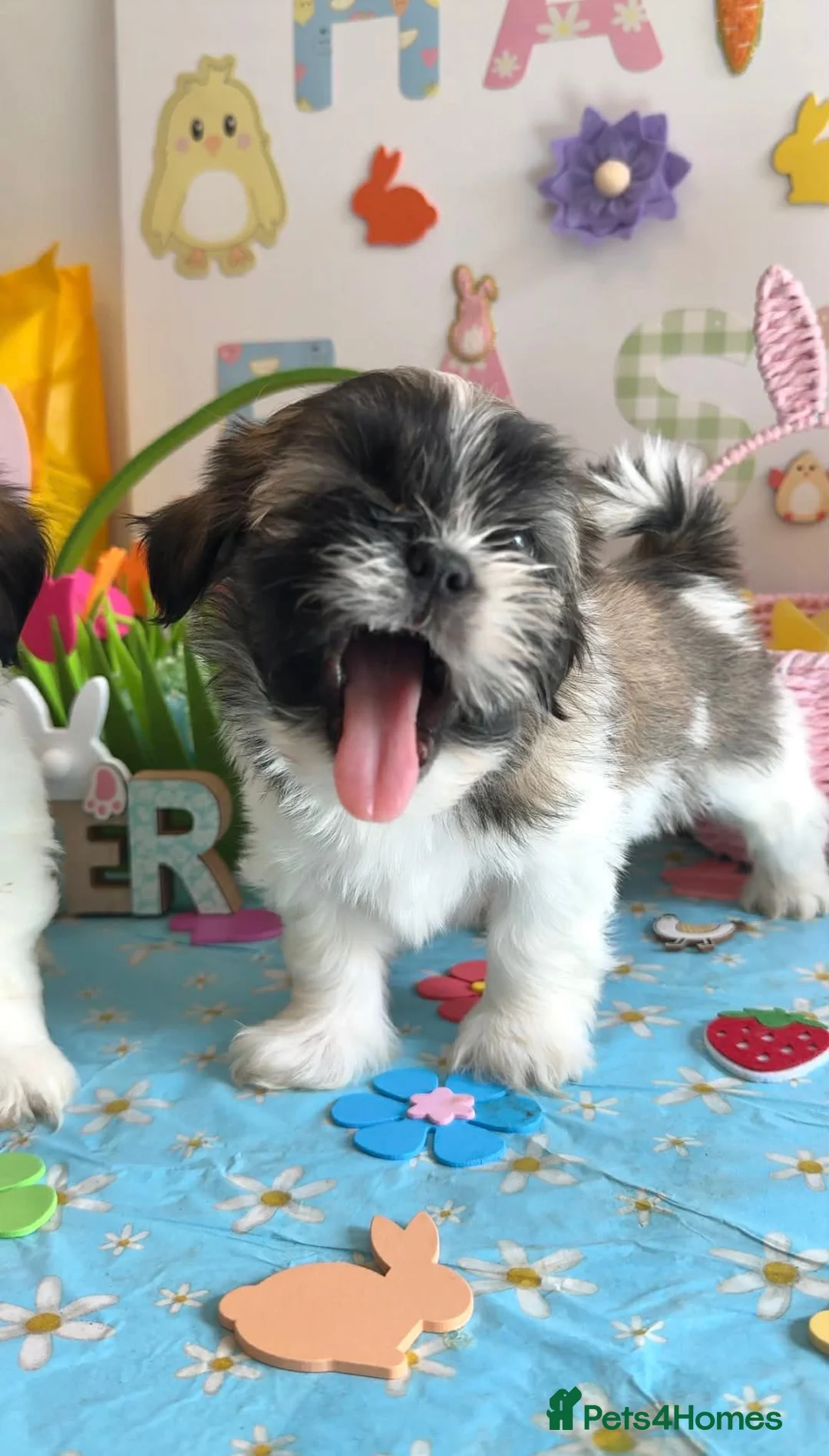 Lhasa Apso dogs for sale: Fantastic KC reg Lhasa Apso puppies  - Advert 2