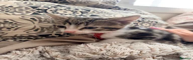 White and tabby red collar