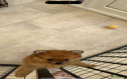 Pomeranian dogs for sale: One female for sale  - Image 7