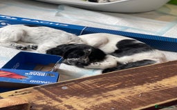 Cocker Spaniel dogs for sale: working cocker spaniel puppies for sale - Image 9