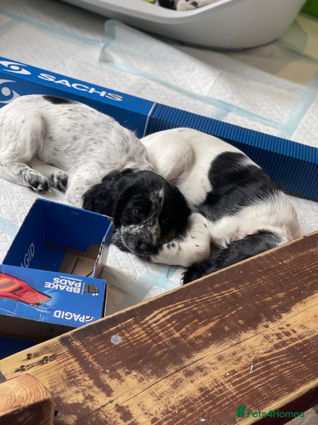 Cocker Spaniel dogs for sale: working cocker spaniel puppies for sale - Image 9