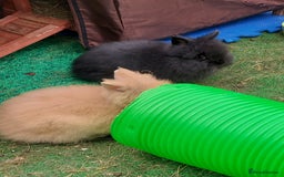Lionhead rabbits for sale: Beautiful Double Maned Lionhead Babies - Image 6