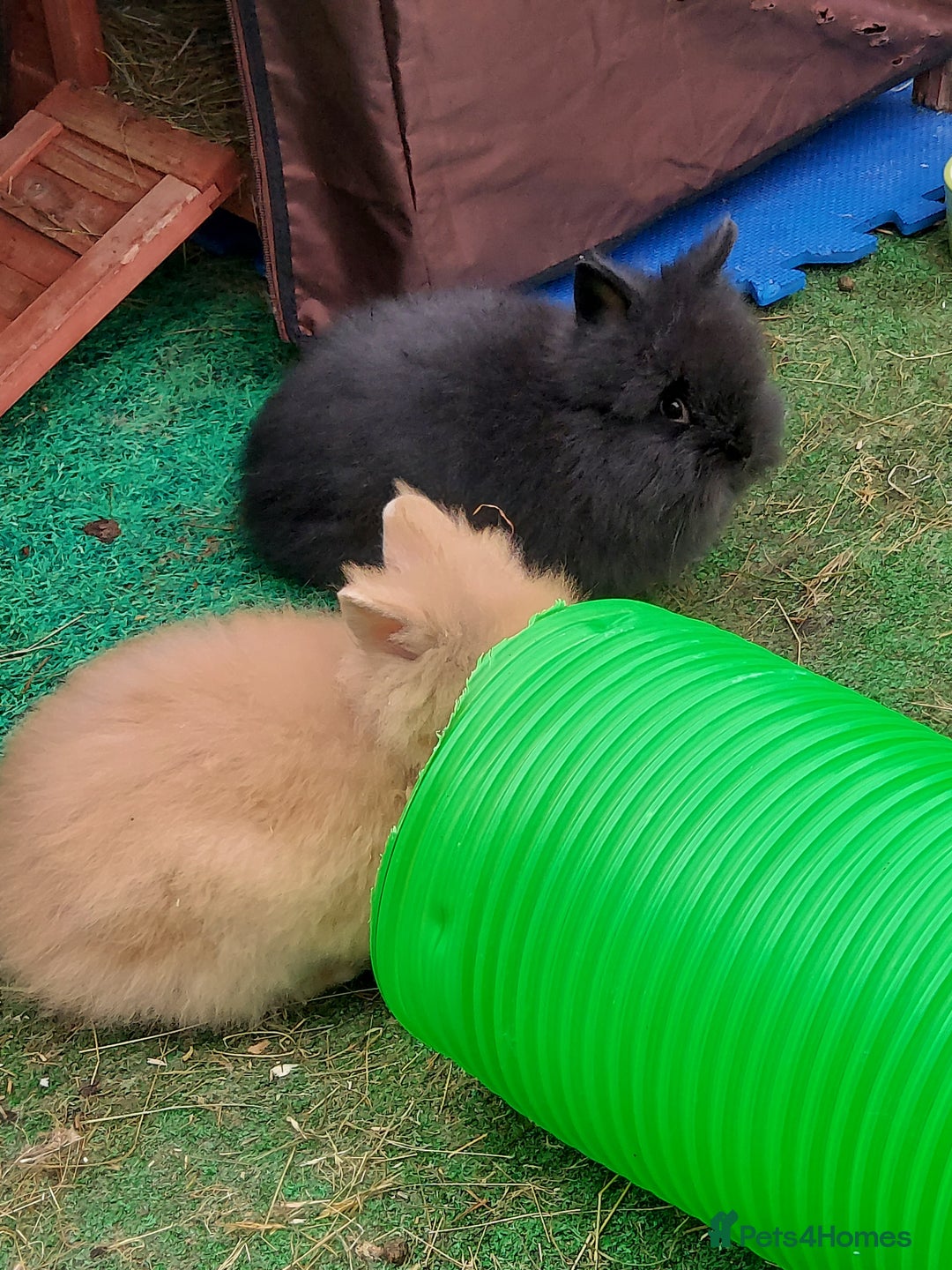 Lionhead rabbits for sale: Beautiful Double Maned Lionhead Babies - Image 6