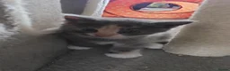 Mixed Breed cats for sale: 4 funny, playful, loving beautiful kittens  in Dunfermline - Advert 7