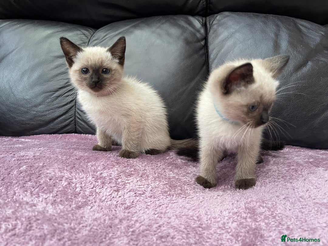 Ragdoll cats for sale: Boy and girl  - Image 4