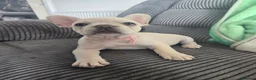 French Bulldog dogs for sale: French bull dog puppies (Apollo blood line) - Advert 5
