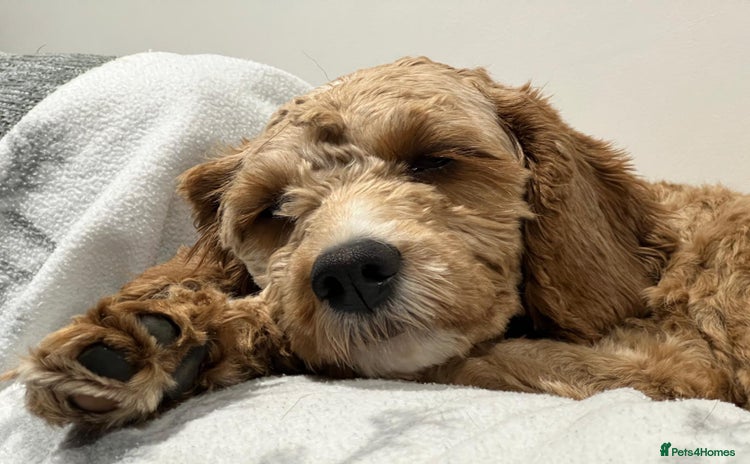 Cockapoo dogs - Advert 1
