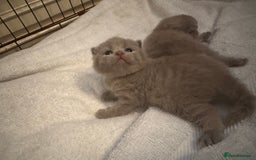 British Shorthair cats for sale: British Shorthair babies  - Image 17