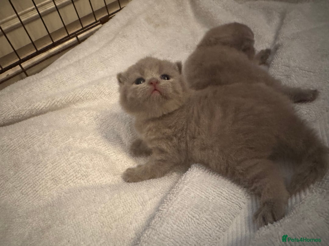 British Shorthair cats for sale: British Shorthair babies  - Image 17