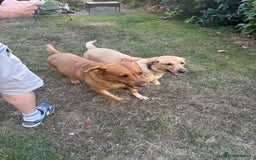 Labrador Retriever dogs for sale: 7 beautiful red fox Labrador puppies for sale.  - Image 3