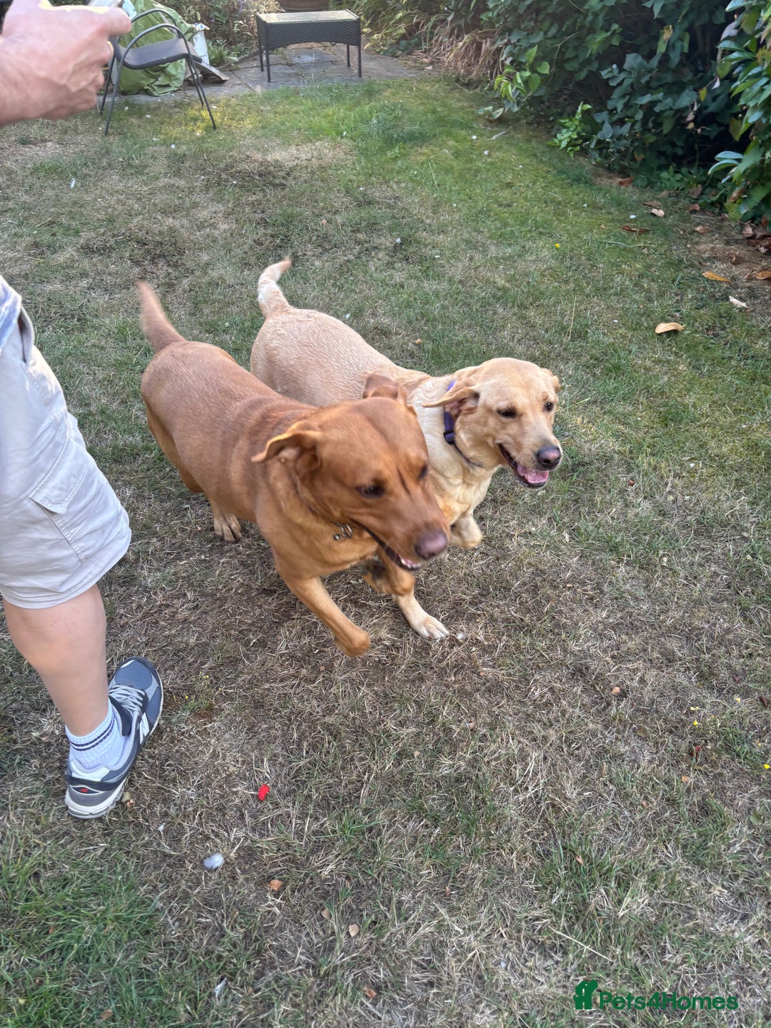 Labrador Retriever dogs for sale: 7 beautiful red fox Labrador puppies for sale.  - Image 3