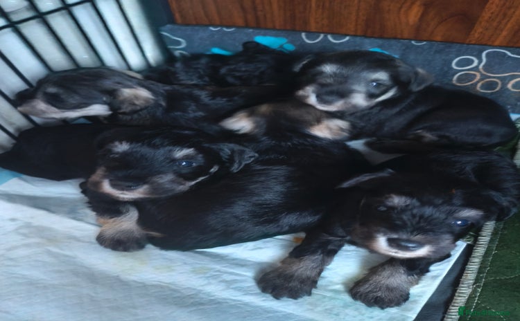 Miniature Schnauzer dogs Charming Mini Schnauzers with KC registration - Advert 1