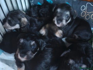 Miniature Schnauzer dogs Charming Mini Schnauzers with KC registration - Advert 6