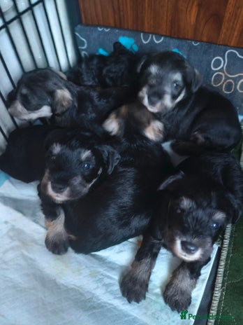 Miniature Schnauzer dogs Charming Mini Schnauzers with KC registration - Advert 1