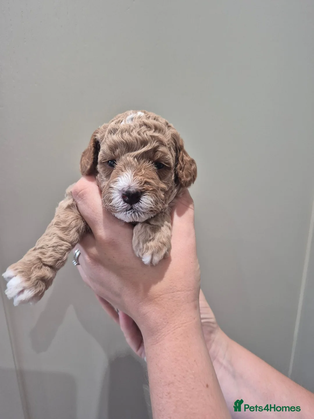 Cockapoo dogs for sale: F1B red and apricot curly and wavy cockapoos - Advert 33